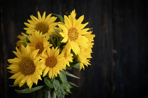Elegant bouquet of sunflowers in a glass vase on a black backdrop. Moody studio lighting and clear copy space for design needs.