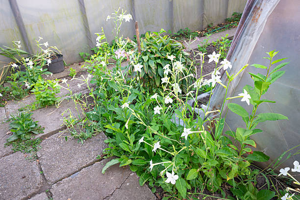 istock Flowering tobacco (Nicotiana sylvestris) with long white flowers 2234335737
