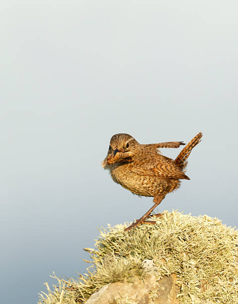 istock Shetland wren with moth on lichen covered rock 2234335954