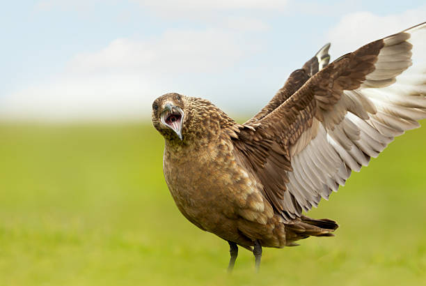 Powerful great skua (Stercorarius skua) standing on coastal grassland with wings spread, calling loudly, UK.