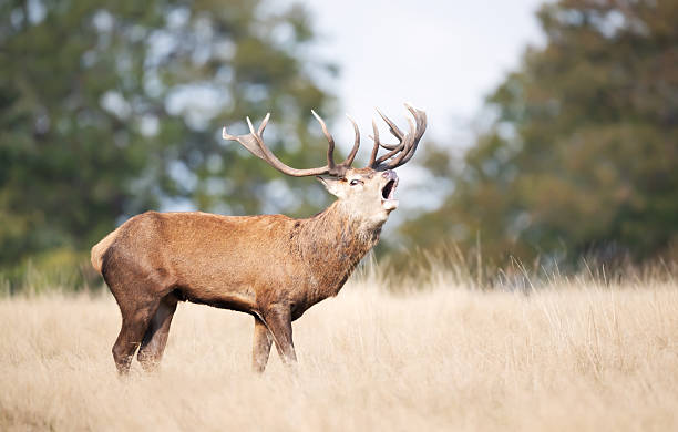 istock Red deer stag calling during the rut in autumn 2234336010