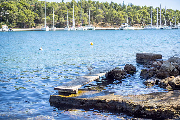 A seagull perched on a narrow wooden pier over clear blue water. Calm coastal scene with rocky shoreline and sailboats docked near a forested area. Peaceful nature and marine life.