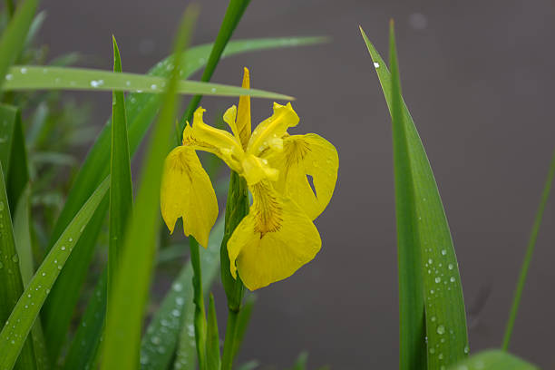 A bright yellow iris flower, covered in dew drops, grows among green leaves. The blurred background focuses attention on its delicate petals and details, creating an atmosphere of freshness and natural beauty.