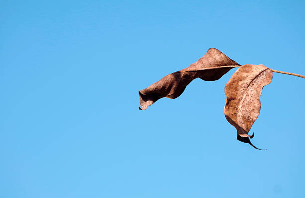 dry autumn leaf against a blue sky. copy spaces