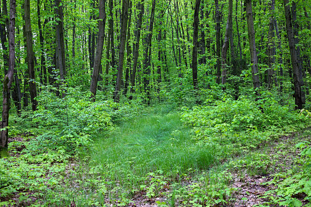 ​A path, illuminated by a ray of light, vanishes into the depths of a spring forest, creating a picturesque landscape. This image conveys a sense of peace and tranquility, inviting the viewer to immerse themselves in the green palette of the wild.