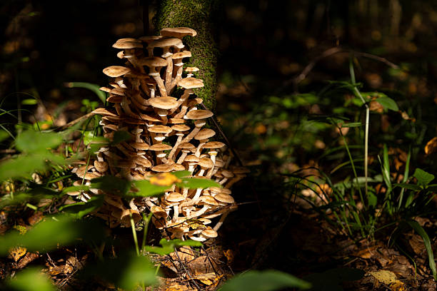 Honey mushrooms in the forest on a tree trunk