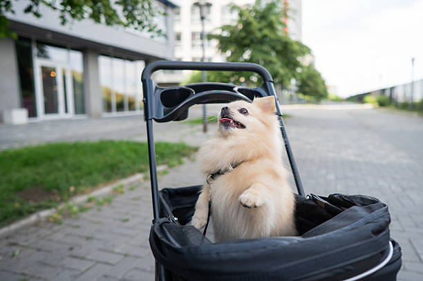istock Cute spitz dog in pet stroller outdoors. 2234343925