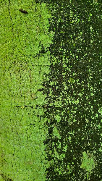 istock Close-up of Tree Bark with Half Covered in Green Moss and Natural Texture 2234344518