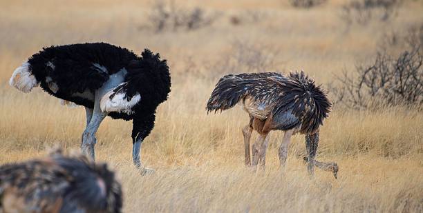 istock Ostriches walking in the Savannah 2234345156