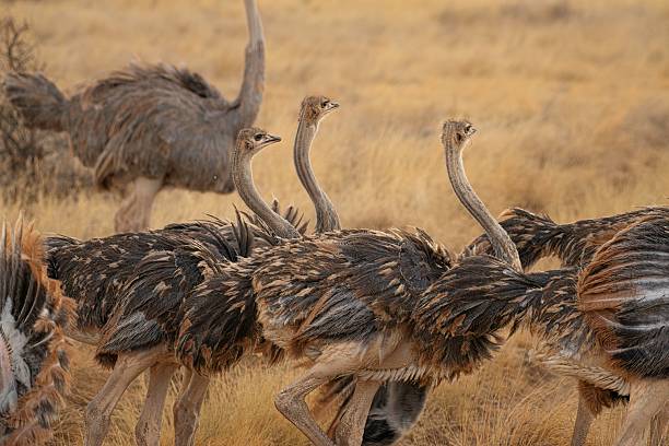 A considerably large flock of ostriches in the grasslands of Tanzania.  Small yellow flowers and grasses in the foreground and plentiful acacia trees in the back bring out the earthy tones in the ostriches' feathers.