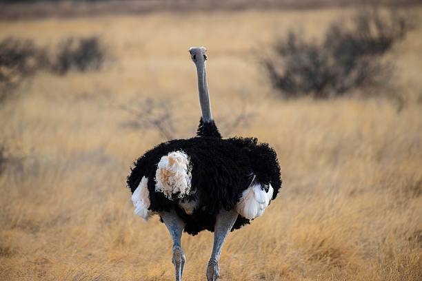 istock Male Ostrich in Savannah grass 2234345213