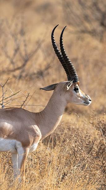 istock Grant's Gazelle in African Savannah 2234345863
