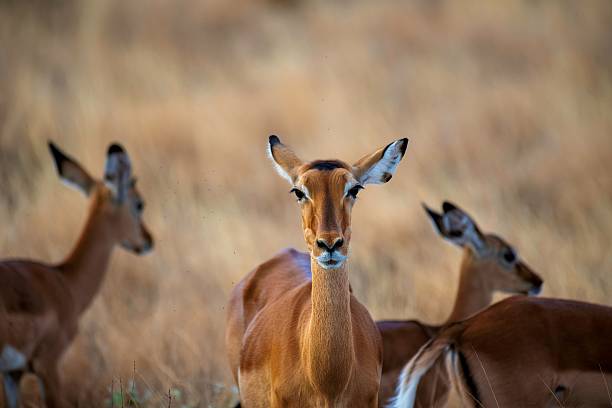 istock Grant's Gazelle in African Savannah 2234346007