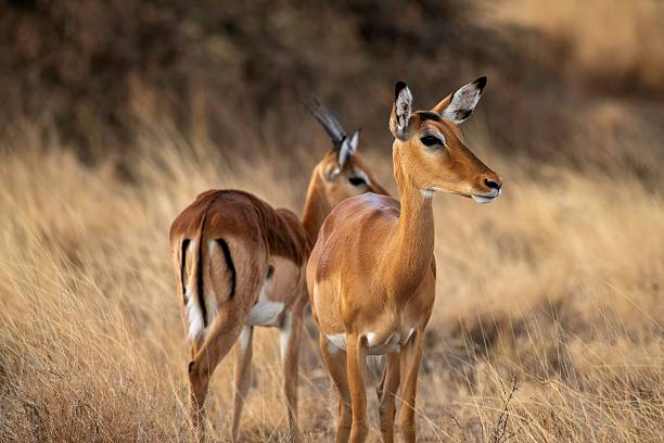 istock Grant's Gazelle in African Savannah 2234346044