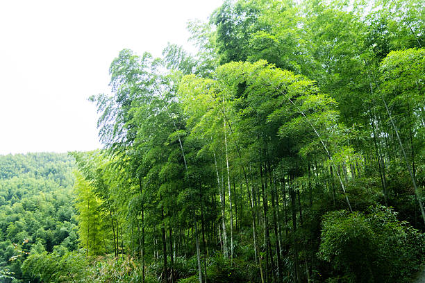 Background of green bamboo forest