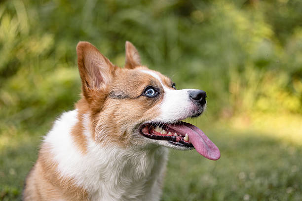 istock Panting Corgi in Summer Field 2234351878