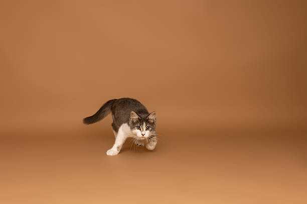 istock Gray and White Cat Stepping Forward on Brown Background 2234351989