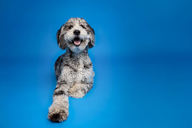 Cheerful gray and black dog rests on a vivid blue studio backdrop, stretching one paw forward while smiling brightly.