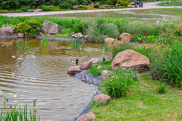 A picturesque pond scene featuring ducks, lush greenery, and large stones in a tranquil natural setting, perfect for relaxation and reflection.
