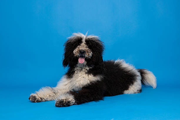 Fluffy black and white dog with curly fur lies down on a bright blue studio floor, tongue out and looking cheerful.