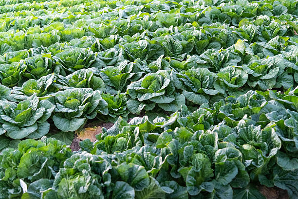 Chinese cabbage crops growing in a field