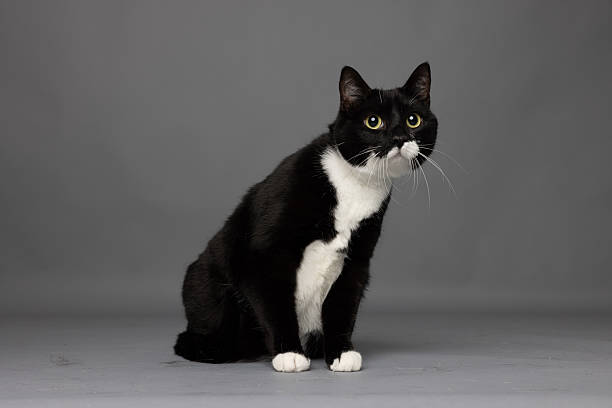 istock Black and White Cat Sitting on Gray Background 2234352419