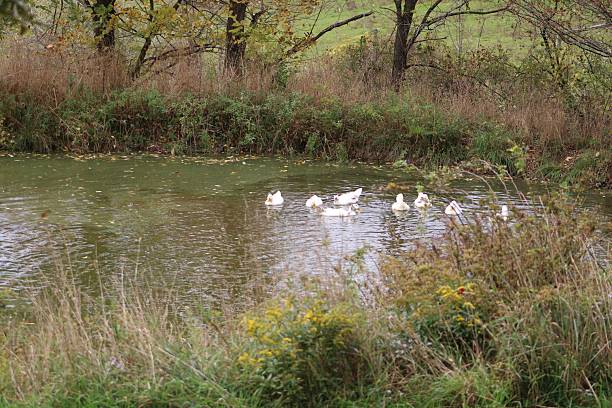 istock American Pekin Duck 2234352537