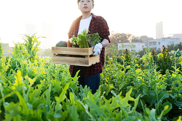 Female farmer carrying crate with vegetables