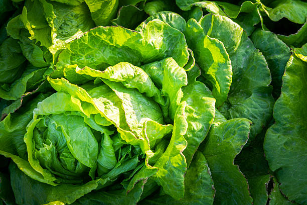 Green Lettuces growing in a field