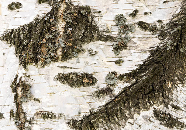 white birch bark in close-up. tree bark texture. natural background. screensaver. birch illustration