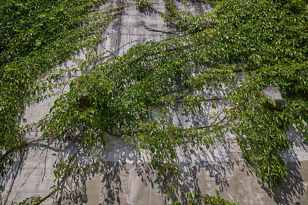 istock Concrete wall covered with green ivy vines in summer sunlight 2234366421