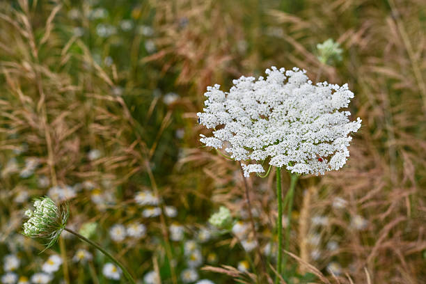 istock The hogweed a huge plant with  flowers 2234367442