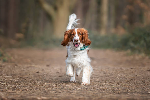 istock Welsh Springer Spaniel in Virginia Water in Windsor Great Park in Berkshire with tail swishing looking head on to the camera and very happy 2234367828