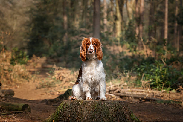 istock Welsh Springer Spaniel in Virginia Water in Windsor Great Park in Berkshire sat on a log 2234367930