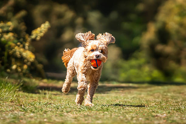 istock Cute Cavapoo in the forest in Ascot near Windsor Great Park running with a ball 2234367990