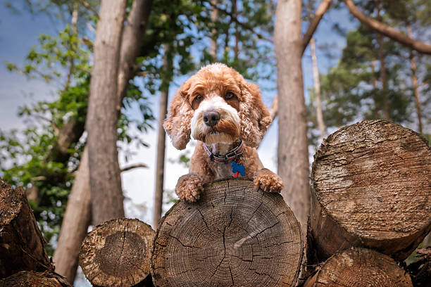 istock Apricot Cockapoo in the forest in Ascot up high on a stack of tree logs 2234368370