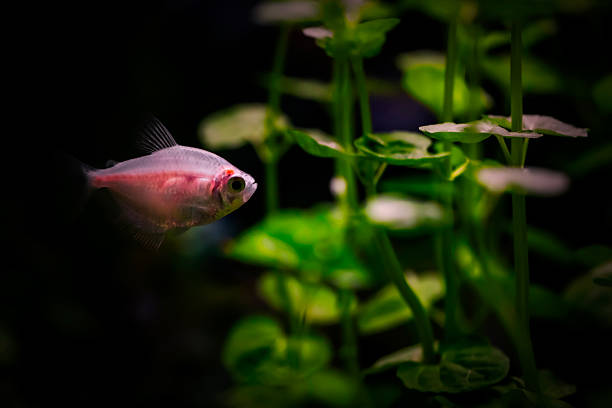 A creative and aesthetic nature photograph.