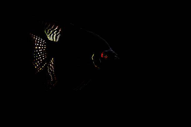 A creative and aesthetic nature photograph.