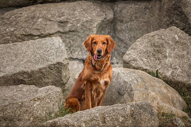 istock A golden retriever sitting on rocks 2234369298