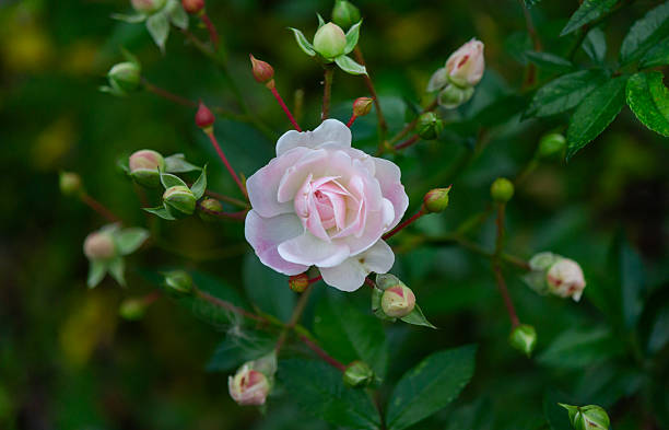istock A pale pink single rose with buds in green foliage 2234369415