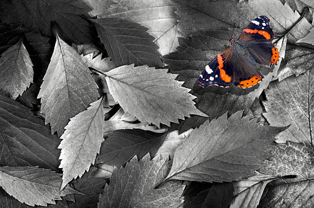 butterfly basking in the sun on a leaf