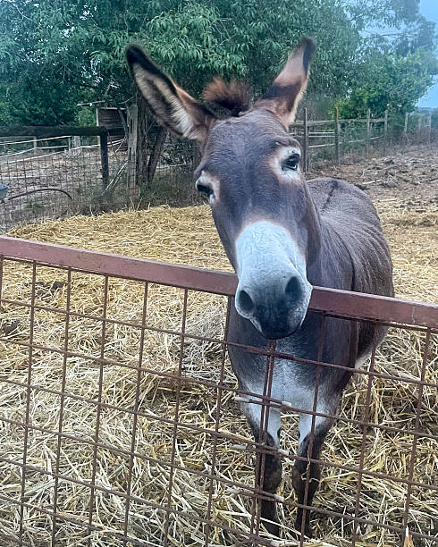 istock Donkey looking directly at the camera in a natural setting 2234372396
