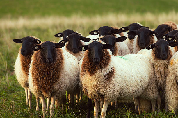Flock of sheep are grazing on pasture in nature.