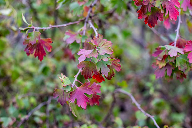 istock Red currant leaves in autumn on a branch on a blurred background 2234373785