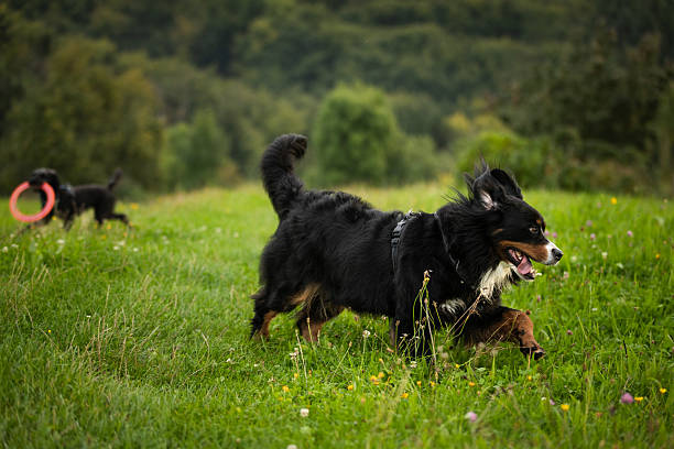 Female domestic dog is running fast on grass area.