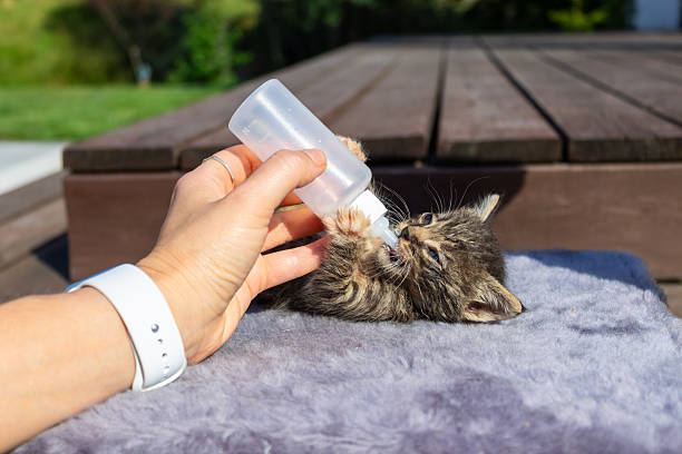 Feeding a kitten with a bottle. Fragile life held in human hands as newborn kitten drinks from bottle evoking themes of trust vulnerability and the quiet power of compassion.
