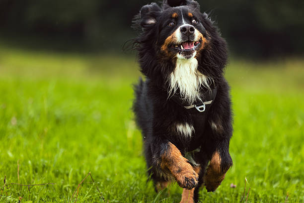 istock Domestic dog is running fast on grass area. 2234375301
