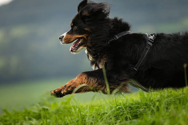 Beautiful domestic Bernese mountain dog is running fast on meadow.