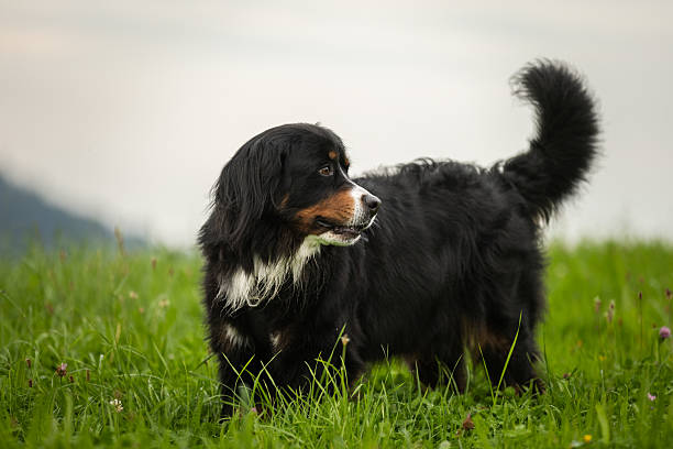 istock Domestic dog is walking on grass area. 2234375546