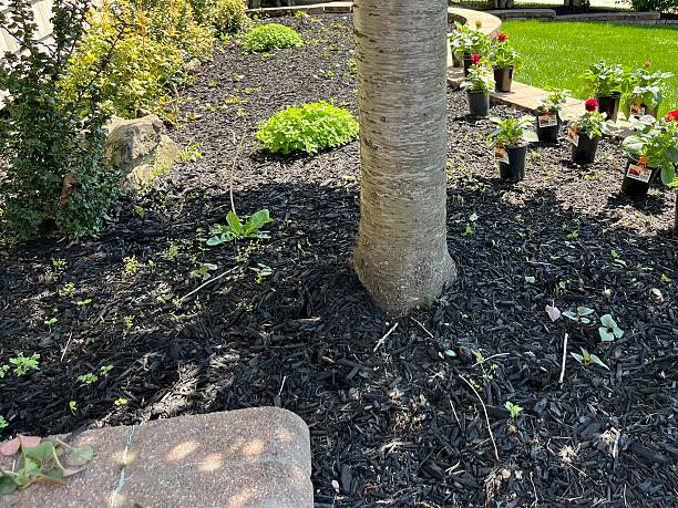 istock Planting Dahlias 2234377451